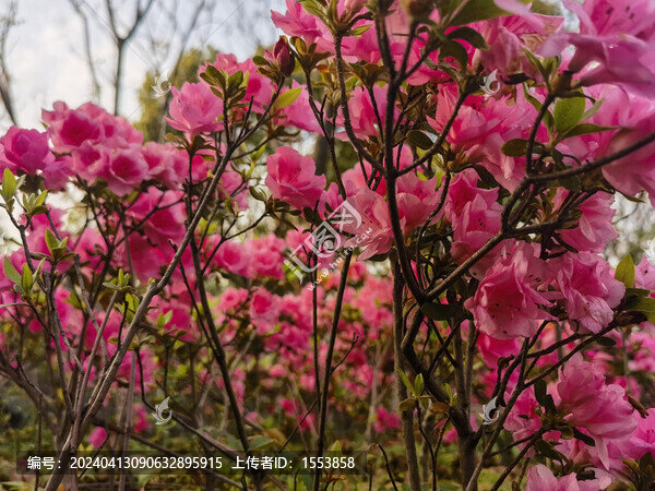 杜鵑花