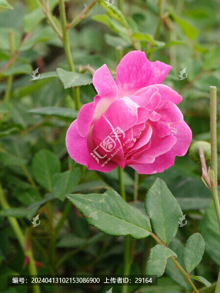 玫瑰花豎屏特寫