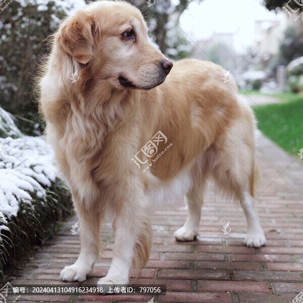 金毛獵犬小摩卡