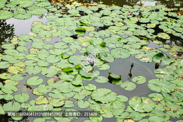 蓮花