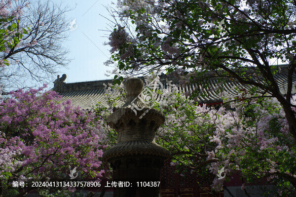 法源寺丁香