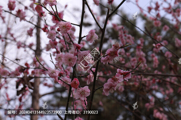 梅花