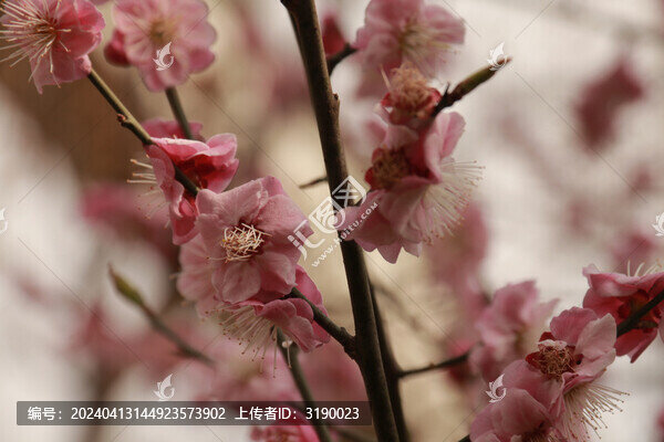 梅花