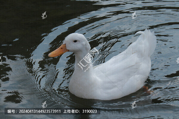 鴨子