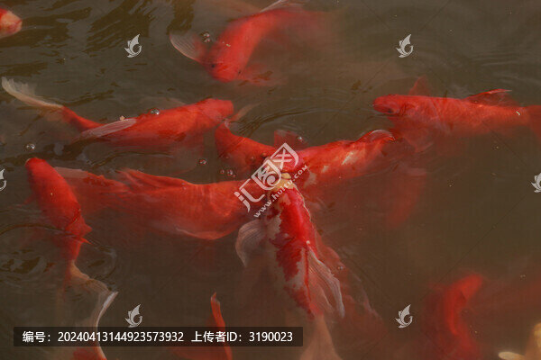 錦鯉