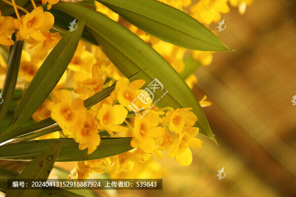 石斛花開(kāi)
