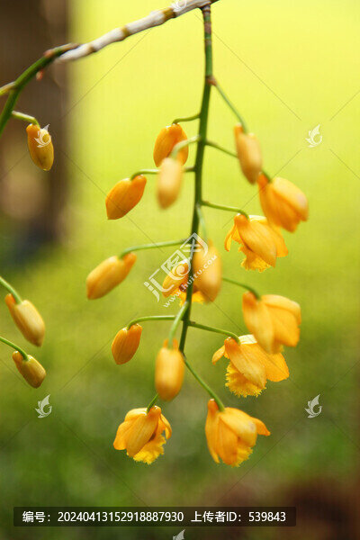石斛花