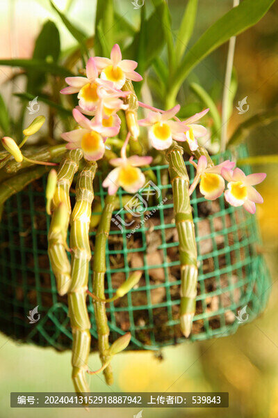 石斛開花