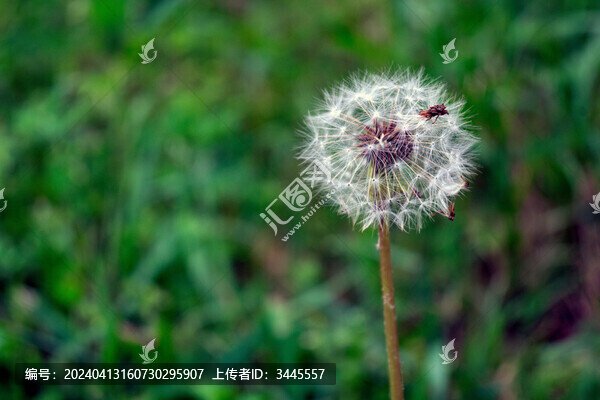 蒲公英絨花