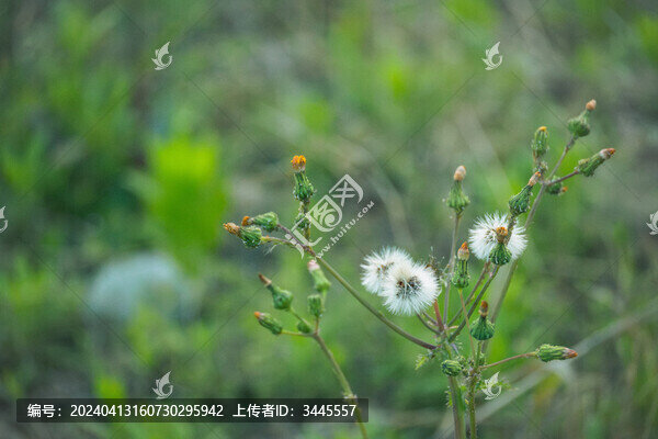 花葉滇苦菜