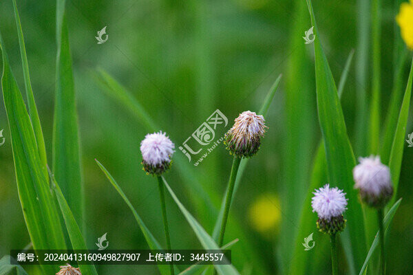 泥胡菜花朵