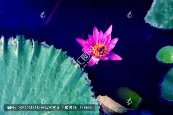 紫色睡蓮