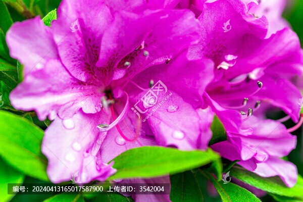 杜鵑花水珠