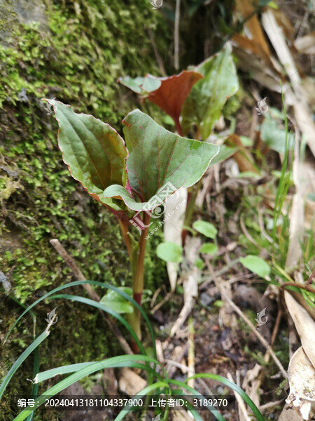 折耳根