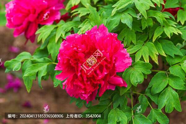 粉色牡丹