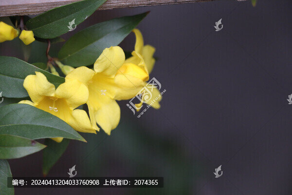 常綠鉤吻藤