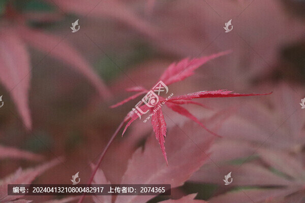紅楓葉