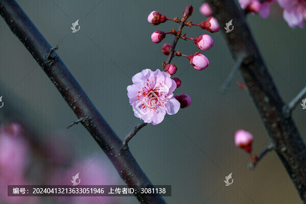 梅花美人梅春天盛開
