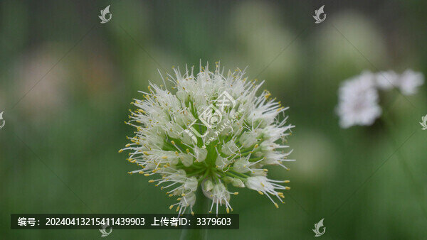 蔥花