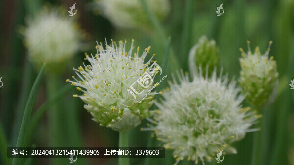 蔥花