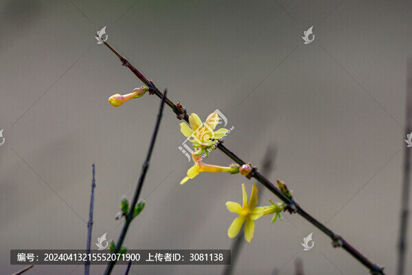 迎春花春天盛開(kāi)花朵