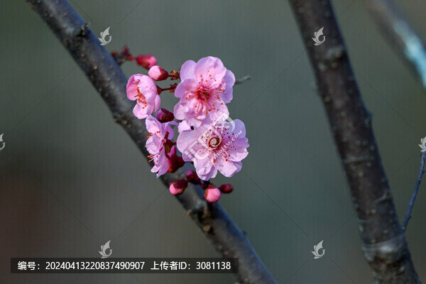 梅花美人梅春天盛開