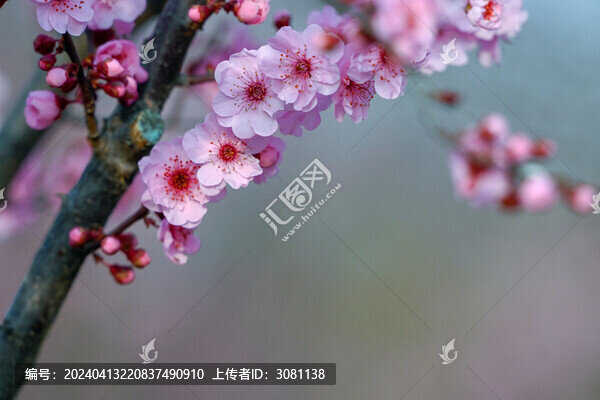 梅花美人梅春天盛開