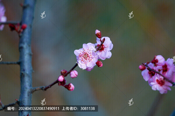 梅花美人梅春天盛開