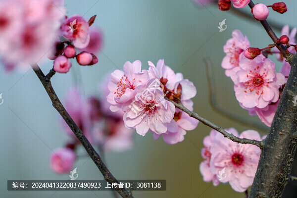 梅花美人梅春天盛開(kāi)