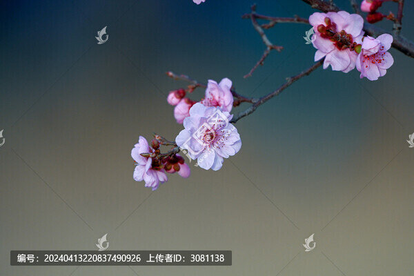 梅花美人梅春天盛開