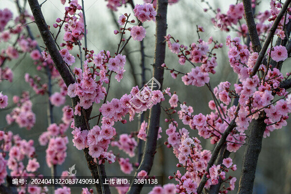 梅花美人梅春天盛開