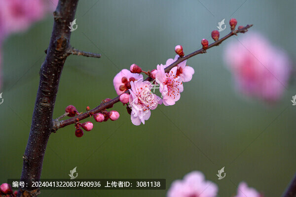 梅花美人梅春天盛開