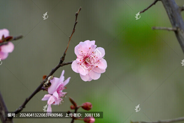 梅花美人梅春天盛開(kāi)