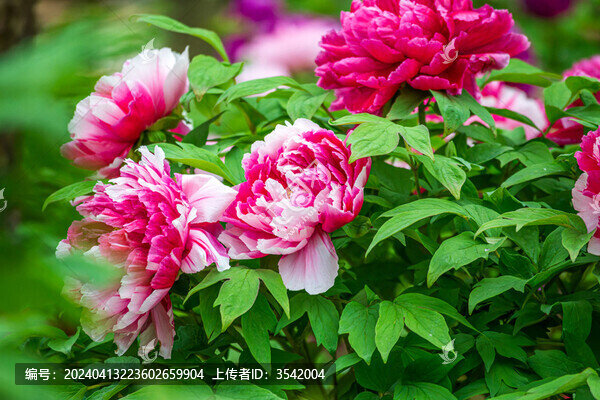 粉色牡丹