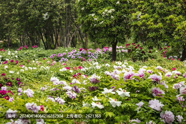 國(guó)花牡丹園