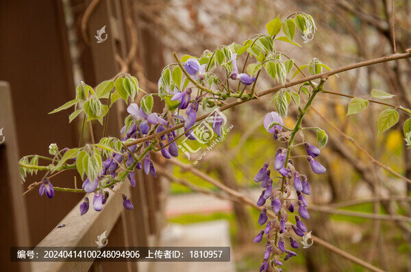 紫藤花