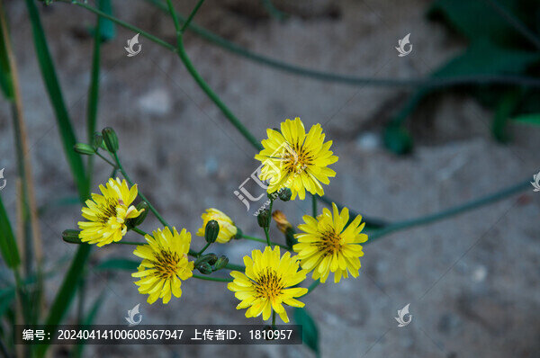 蒲公英花朵