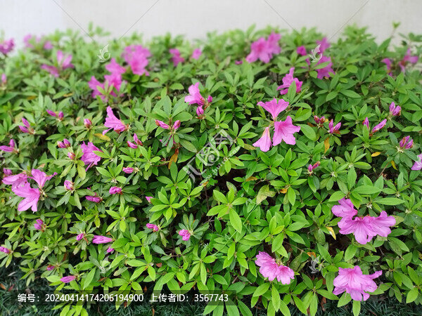 濃密的杜鵑花叢