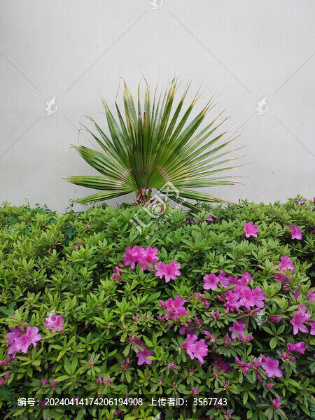 杜鵑花叢