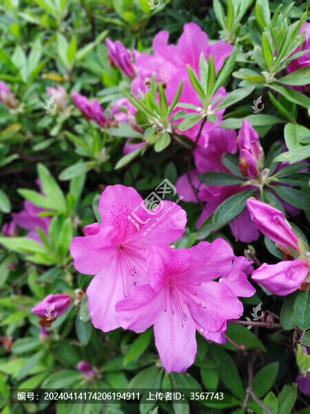 紅杜鵑花與花苞
