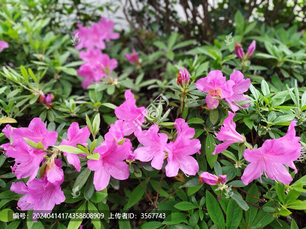 盛開的杜鵑花叢