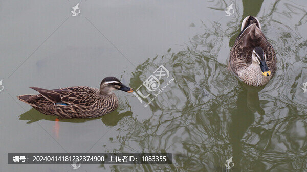 公園里的鴨子