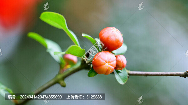 石榴花