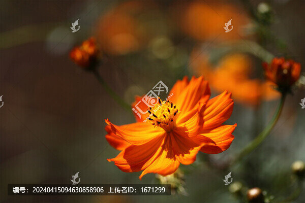 黃秋英花
