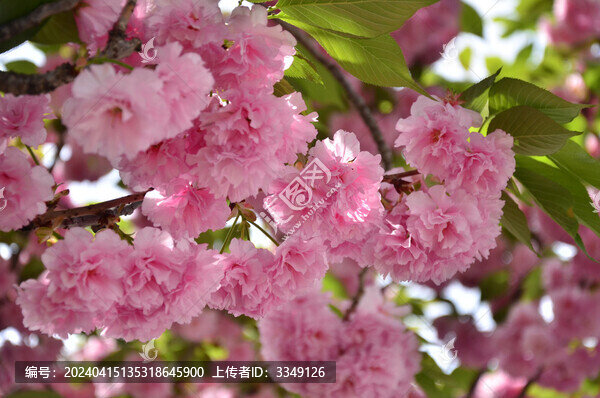 櫻花