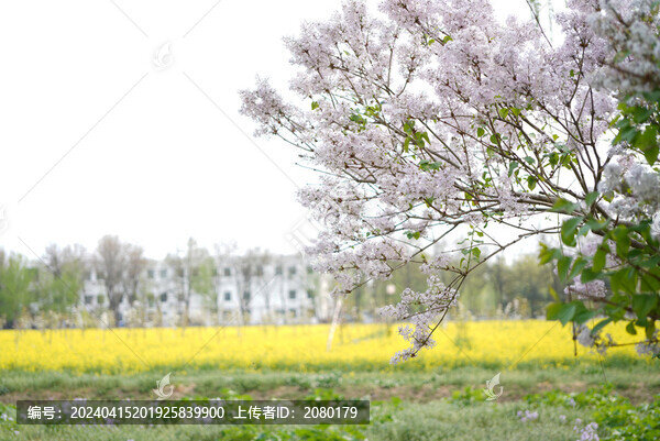 紫丁香花樹下的油菜花田