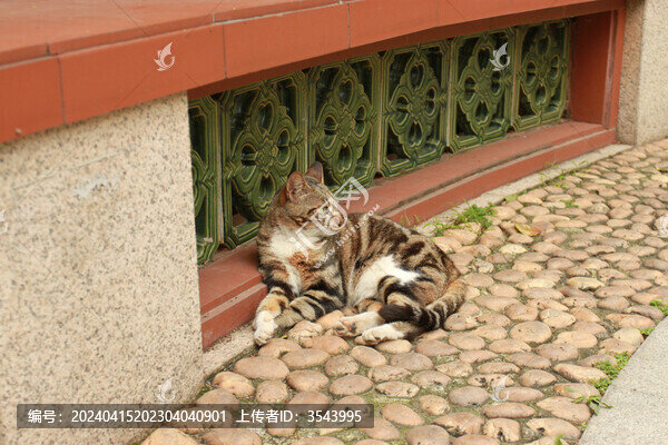 貓