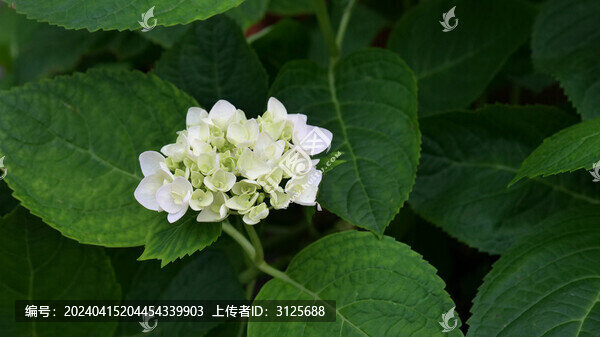 繡球花