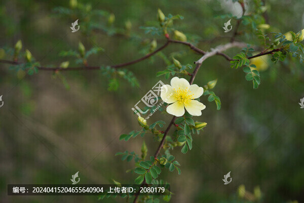 黃薔薇花特寫(xiě)