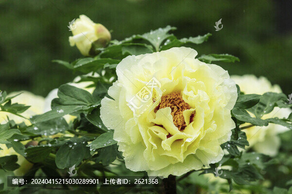 雨后的牡丹花